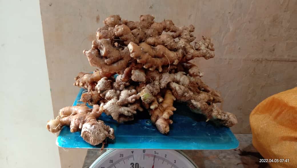 Jahe Putih Segar